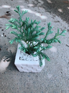 Chậu Tùng Tuyết