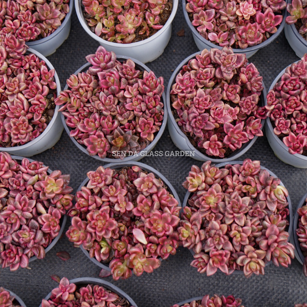 Sen đá cáo đỏ chậu trung 10cm GLASS GARDEN, giống hình, bao khỏe, thuần khí hậu Đà Lạt