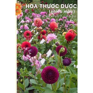 Hạt giống hoa thược dược gói 0.1gr
