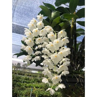 Lan kiều trắng chuẩn màu