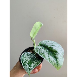 Chậu mềm Trầu Bà Exotica/ Trầu lụa/ Pháp🌸