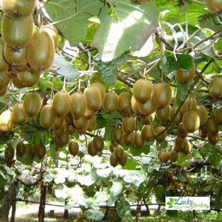 30 Hạt giống Kiwi xanh (tặng gói Kích nẩy mầm và Hướng dẫn) XTRA TẶNG KÈM PHÂN VÀ KÍCH MẦM