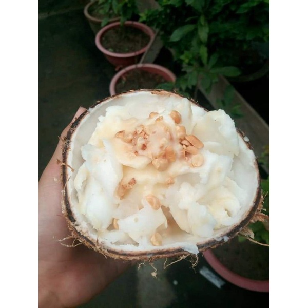 Dừa Sáp (Cơm Siêu Dày)_Combo 2 Trái Dừa Sáp Đặc Ruột Loại 1