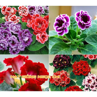 Hạt Giống Hoa Tử La Lan - 5 Hạt