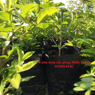 Cây chuỗi ngọc- Cây trồng viền (bầu 3k)