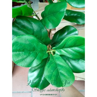 Cây giả - Cây Bàng Singapore cao 1m2