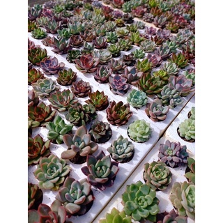 2 Sen đá mini, sen vỉ giá rẻ ( giao ngẫu nhiên )