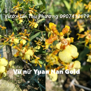 Vũ nữ mật ngọt vàng Yanan Gold cây đang nụ