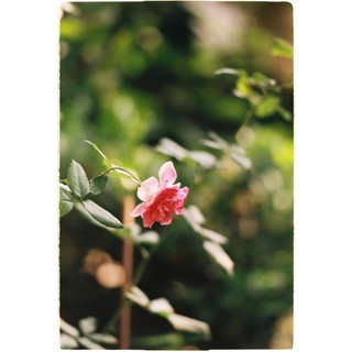 Film Fujifilm 100 nội địa