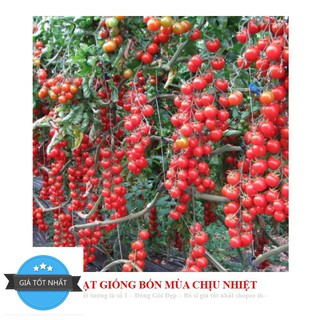 Gói 30 hạt giống cà chua chuỗi ngọc Hạt Giống Cà Chua Bi Chùm Đỏ Chuỗi Ngọc F1 Dễ Trồng Ăn Cực Ngon
