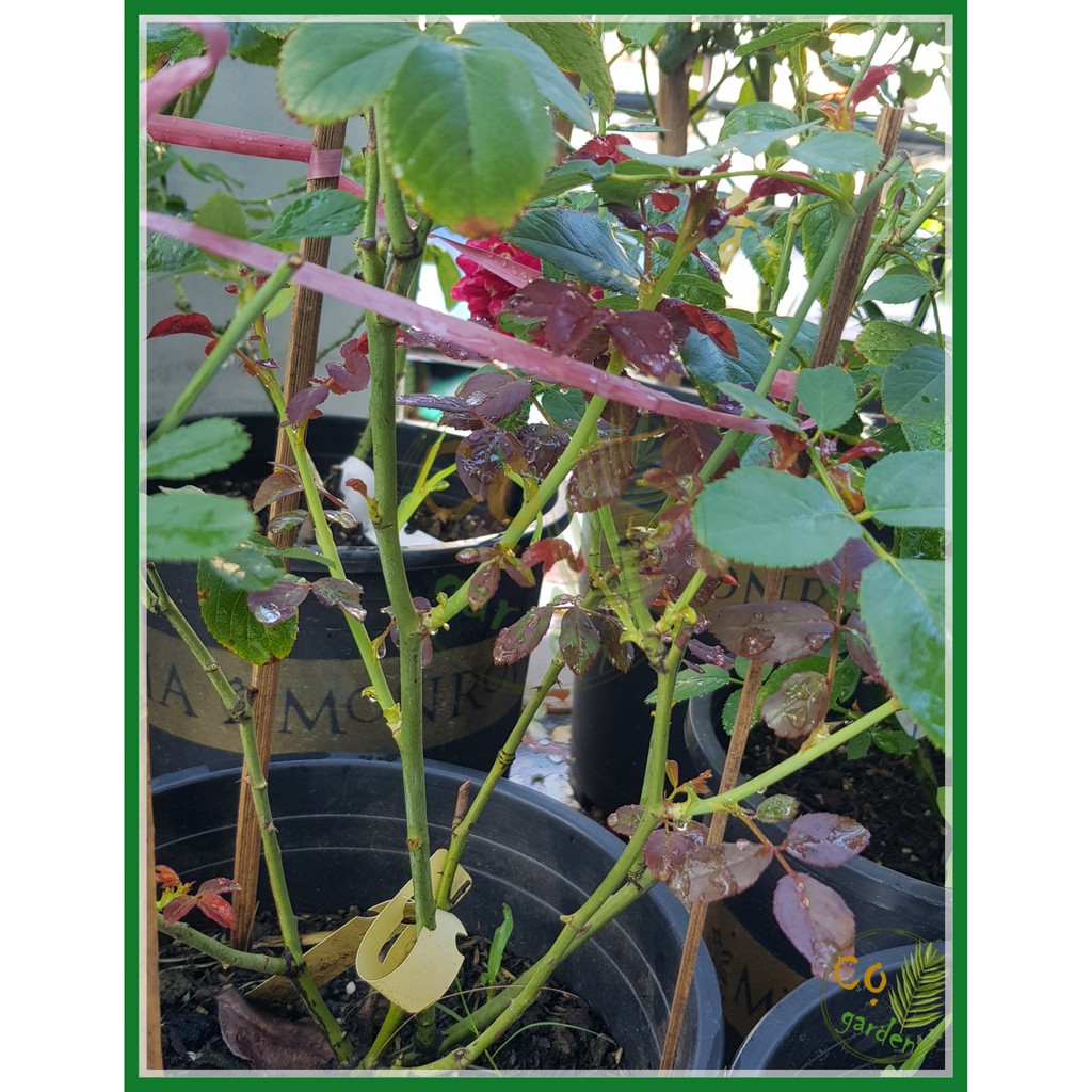 1kg - Phân Bón NPK MINRO 30-9-9+TE  - Phát Triển Rễ Thân Cành Lá - Cọ garden