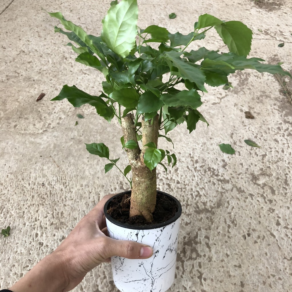 Cây hạnh phúc phong thủy , chiều cao 30-35cm tán to đẹp dễ chăm sóc, thích hợp trang trí cảnh quan sân vườn nội thất