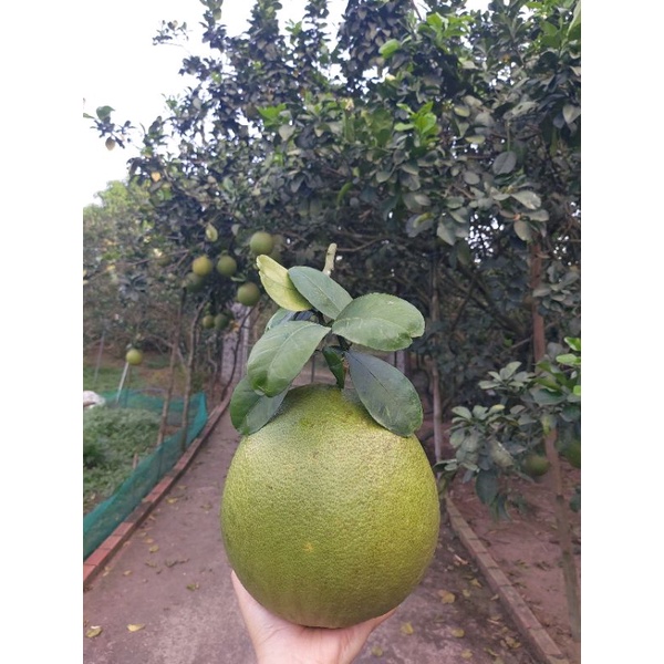 500ml Nước ép bưởi da xanh lên men tự nhiên 18 tháng nguyên chất Thảo Hiền