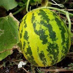 Hạt Giống Dưa Bở Khổng Lồ F1 Loại Siêu Dễ Trồng kháng sâu bệnh nặng xuất cao [ gói 50 gram,100 gram,200 gram ]