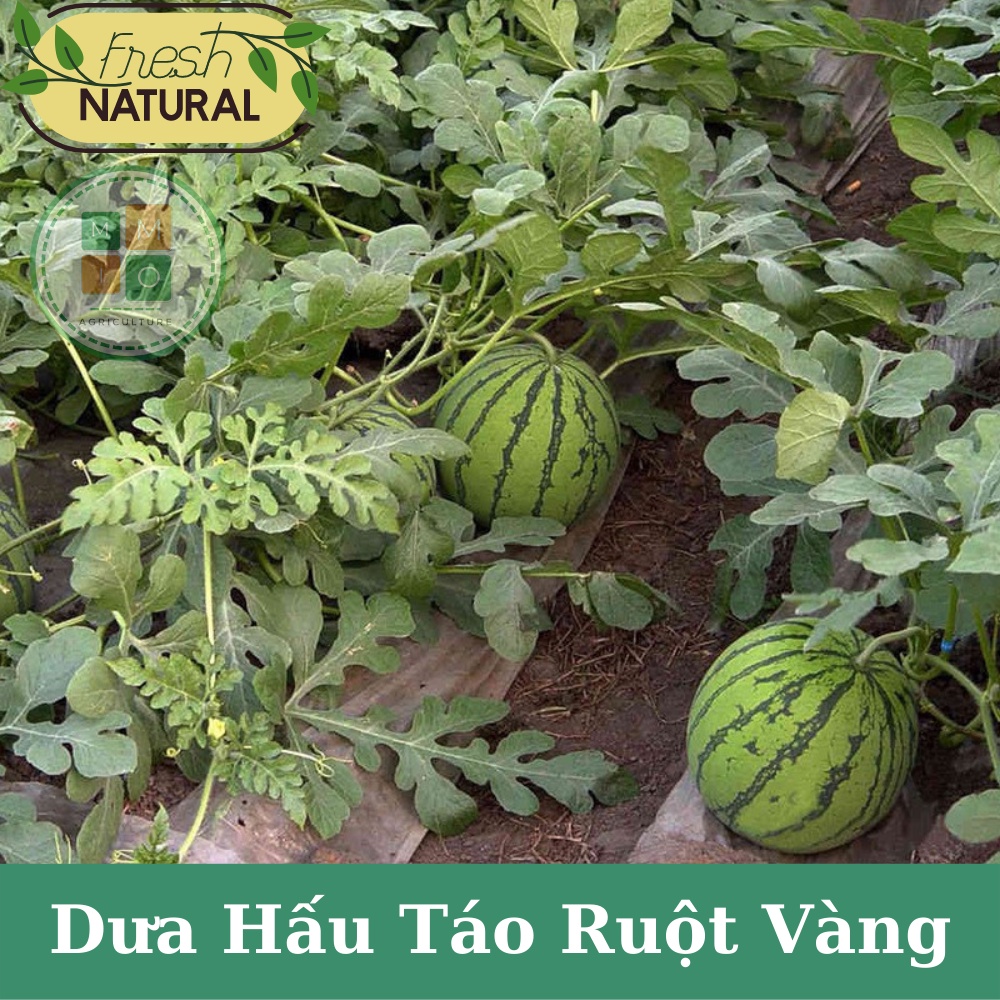 Hạt giống dưa hấu táo ruột vàng