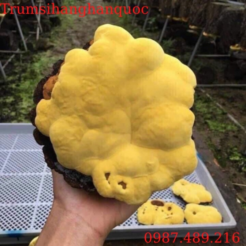 [ CHÍNH HÃNG ] Nấm Thượng Hoàng 365 Cao Cấp Hàn Quốc, Hộp 500Gr