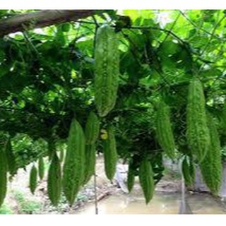 Hạt giống khổ qua ( khổ qua mỡ ta ) 10 hạt (TẶNG gói kích thích hỗ trợ hạt nảy mầm)