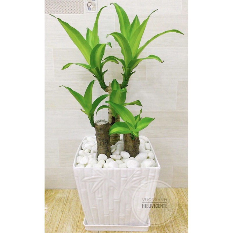 CHẬU NHỰA TRỒNG CÂY VUÔNG TRE GIẢ SỨ HÀNG LOẠI 1 22,5 *19,5*16,5cm