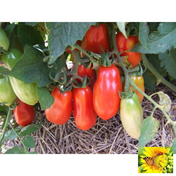 🌟Hạt Giống Cà Chua Roma Tomatos Quả Dài Vị Ngọt🌟 Giống Cao Sản Gói 30 Hạt