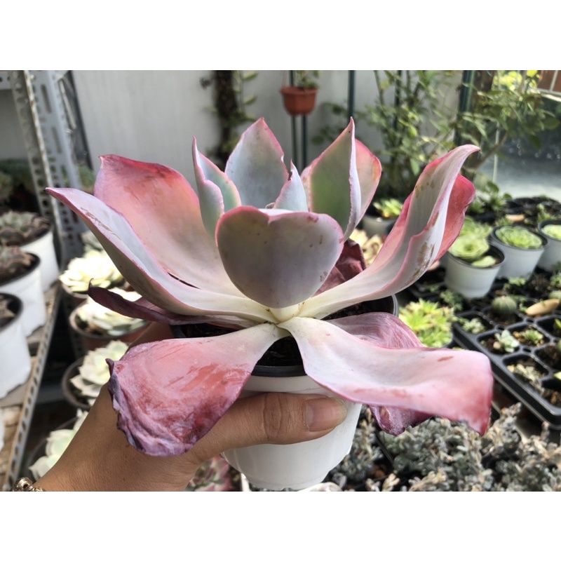 sen đá hạc Hồng cánh dài