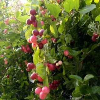 Cây si rô cao trên 25cm. (Bán từ 2 cây )