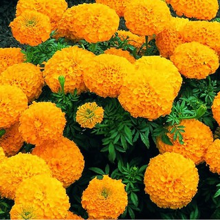 HẠT GIỐNG VẠN THỌ CAM ĐỎ