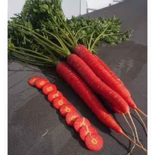Hạt Giống Cà Rốt Đỏ RED CARROT 402 ( 5gr)