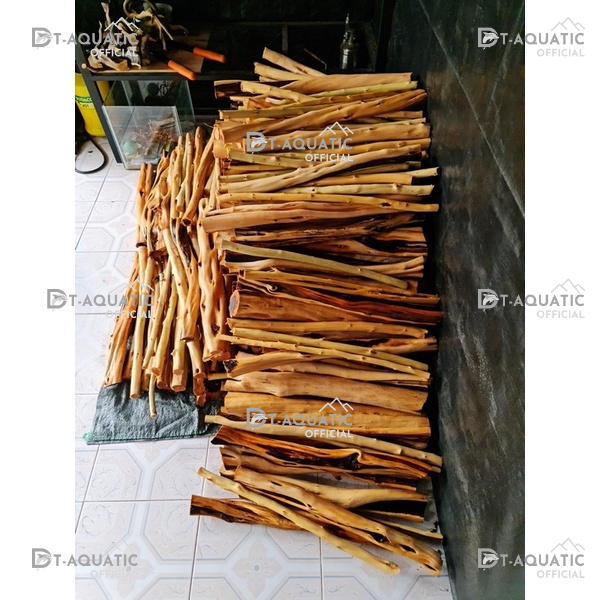 Lũa Hải Sa Quỳ Thẳng  Trang Trí,Setup Bể Thuỷ Sinh Phong Cách Rừng