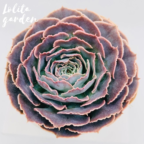 Sen đá bắp cải light purple Đà Lạt size trung bình cây cảnh trang trí nhà cửa Lolita garden