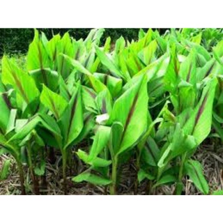 1 cây nghệ về trồng
