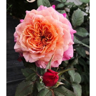(1 chậu) cây hoa hồng nhật Miyabi Rose (hồng bụi)
