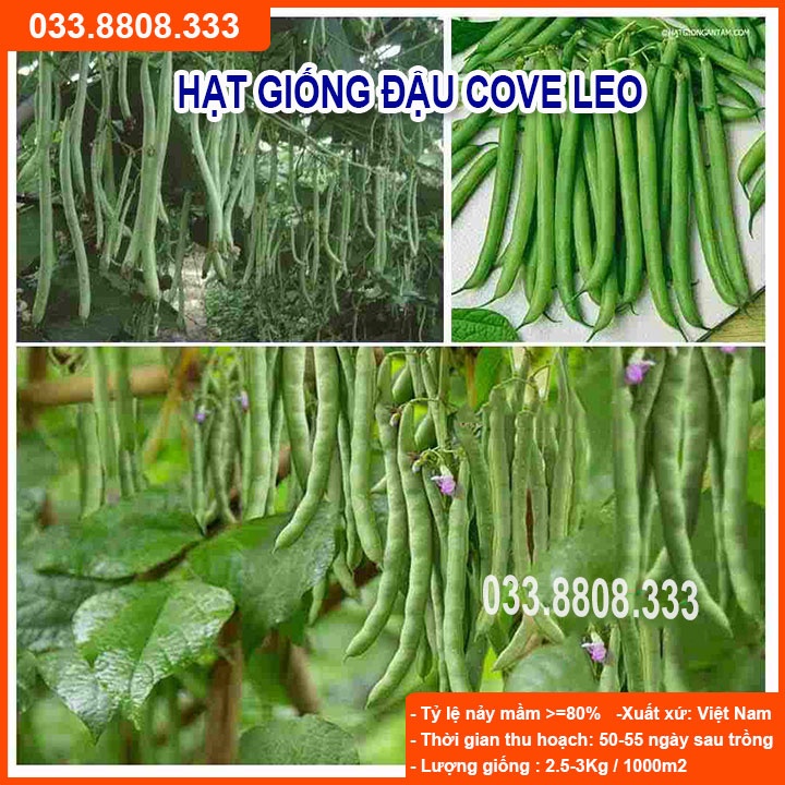 Hạt Giống Đậu Cove Leo 50gram -Giống Đẹp Giá Rẻ