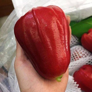 ROI ĐỎ THÁI KHÔNG HẠT