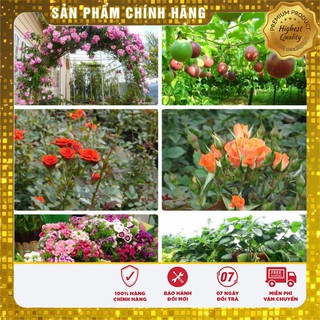 Hạt giống dâu tây đỏ Hạt giống hồng leo Hạt giống hồng tỷ muội hạt giống chanh leo