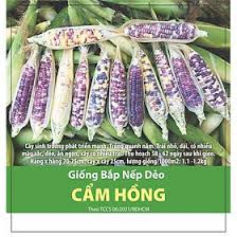 HẠT GIỐNG BẮP NẾP DẺO CẨM HỒNG
