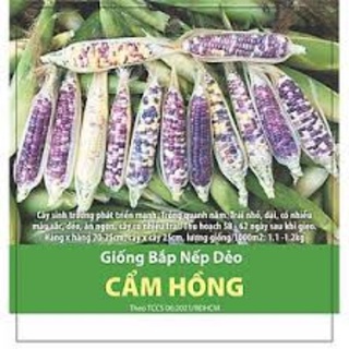 Hạt giống bắp nếp dẻo cẩm hồng