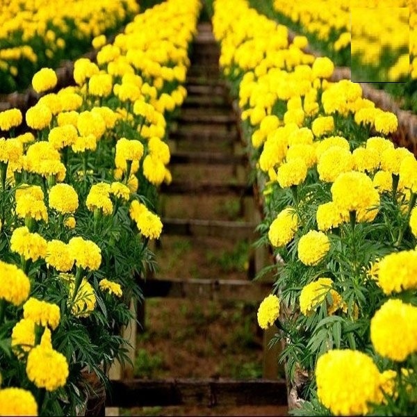 PHÂN BÓN VI LƯỢNG HC-101 – KÉO DÀI LÁ, DÀI CHUỖI HOA HC101