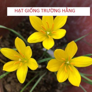 Củ hoa Huệ Mưa Vàng Citrina (Size Mẹ / Baby)