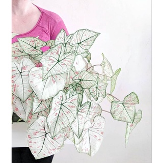 Cây môn dâu - caladium
