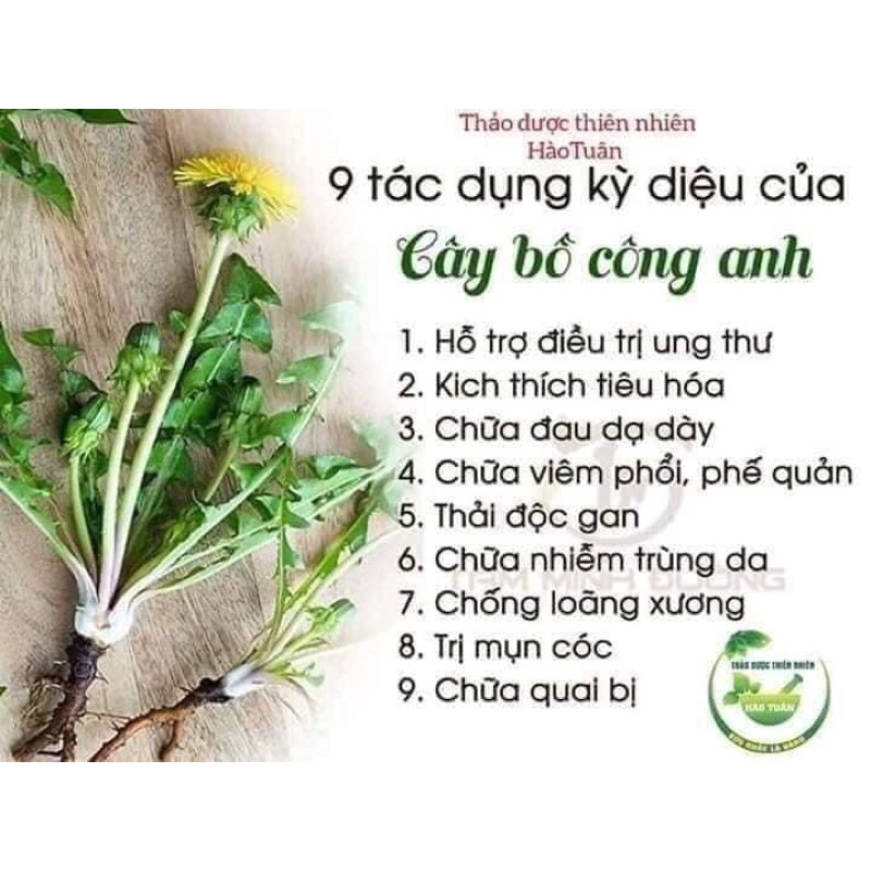 1Kg Cây Bồ công anh khô thơm mới