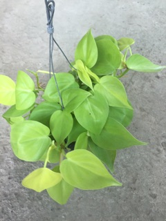 TRẦU BÀ TIM VÀNG GÁO DỪA