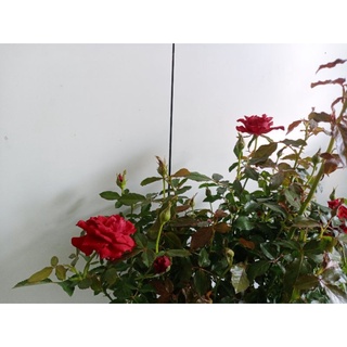 Cây hoa hồng siêu nụ ( hàng đẹp) cao 30-40cm