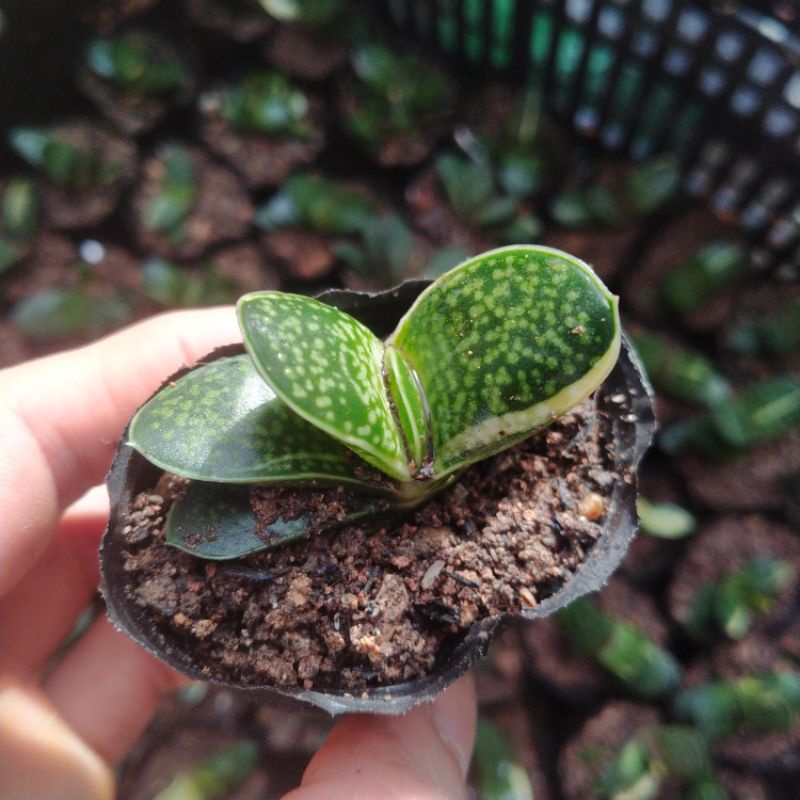 Sale+ Sen Đá Mỏ  Vịt Var - Đột Biến.