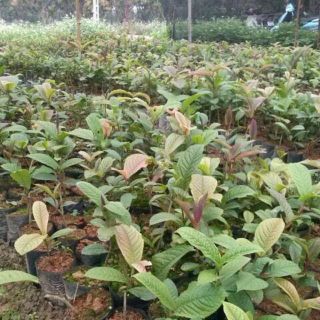 Cây giống chè hoa vàng