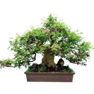Hạt giống cây Khế Bonsai - 5 Hạt