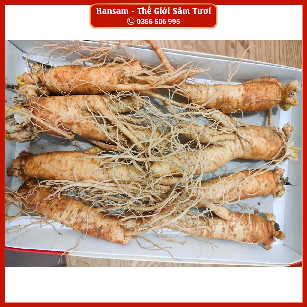 SÂM 8 CỦ/KG - BÁN LẺ 1 CỦ, Nhân Sâm tươi Hàn Quốc, ngâm bình, nấu trà bồi bổ sức khoẻ
