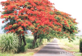 Cây hoa Phượng màu đỏ