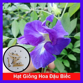 Hạt Giống Hoa Đậu Biếc (Gói 20 Hạt)