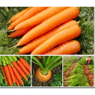 Hạt giống Củ Cà Rốt To Kèm Quà Tặng Và Hướng Dẫn Ươm Trồng