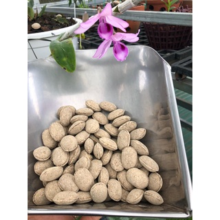 Phân tan chậm hạt bàng nhật bản 12-6-6 _1 viên phân bàng dùng cho hoa phong lan, cây cảnh